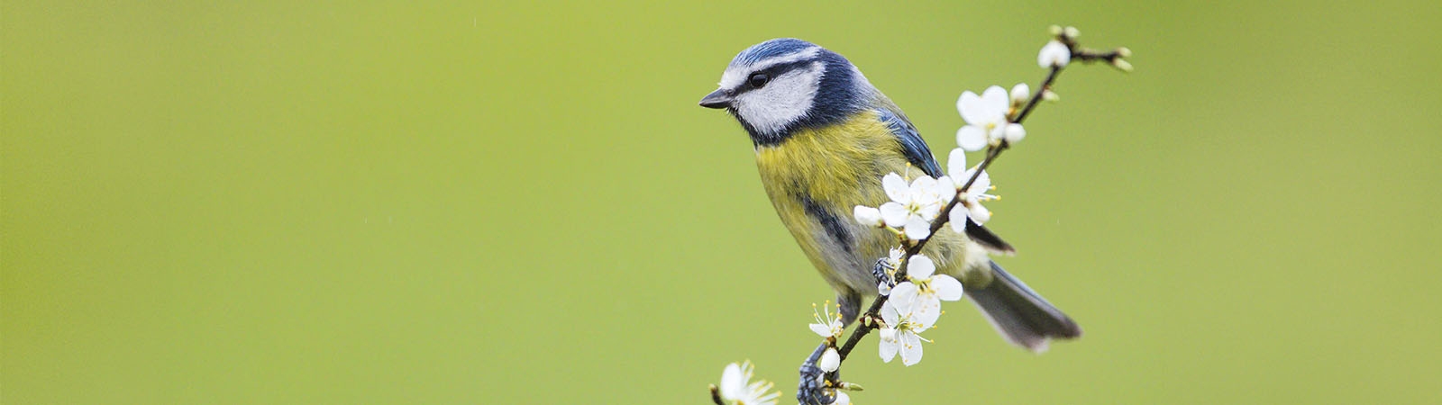 Vítání ptačího zpěvu 2026